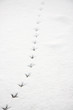 Traces of a bird in the snow