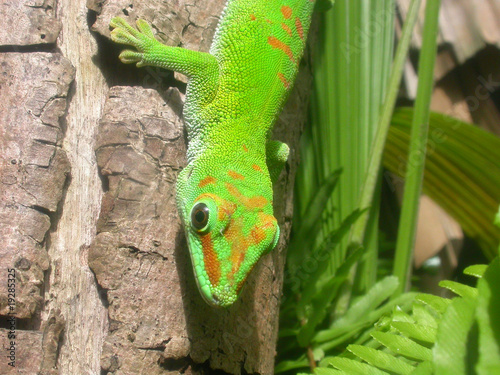 Naklejka samoprzylepna Gecko halbportrait @mauritius