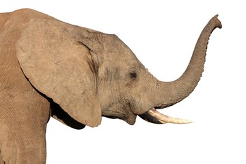 Wall Mural - african elephant isolated