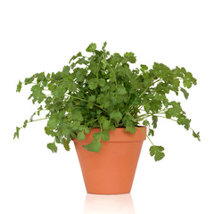 Sticker - Coriander Herb Plant