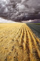 Canvas Print - The rural road to fields