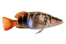 Serranus Scriba Fish Painted Comber