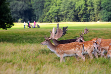 Deers In Front Of A Golf Course