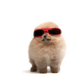Fototapeta Zwierzęta - Pomeranian spitz in red sunglasses