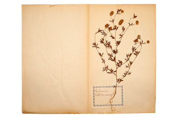 Wall Mural - Gepresste Blume auf altem,vergilbten Papier (Herbarium Blatt 7)