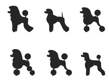 Black Poodle Clipped In Various Styles