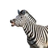 Fototapeta Zebra - Laughing zebra
