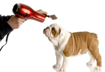 dog grooming - hands brushing nine week old  bulldog