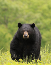 Large Male Black Bear
