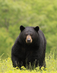 large male black bear