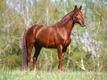 Chestnut Horse Standing On The Field
