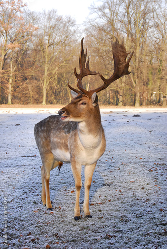 Fotoboard na płycie Damwild