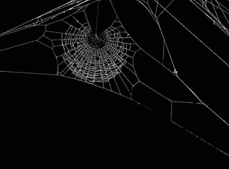 spider web