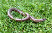 Juvenile Anguis Fragilis Slow Worm, Often Mistaken For A Snake.