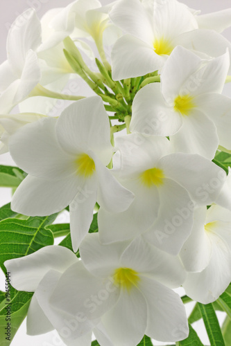 Bouquet Immaculé Fleurs Blanches Frangipanier Buy This