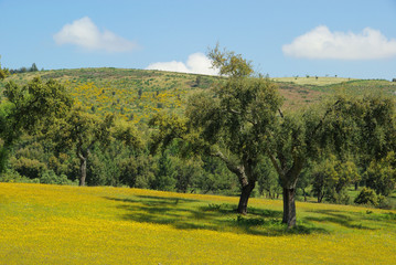 Canvas Print - Wiese mit Korkeichen - meadow and cork oaks 03