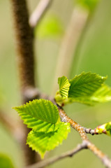 Canvas Print - Green spring leaves