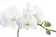 Weisse Orchidee 1