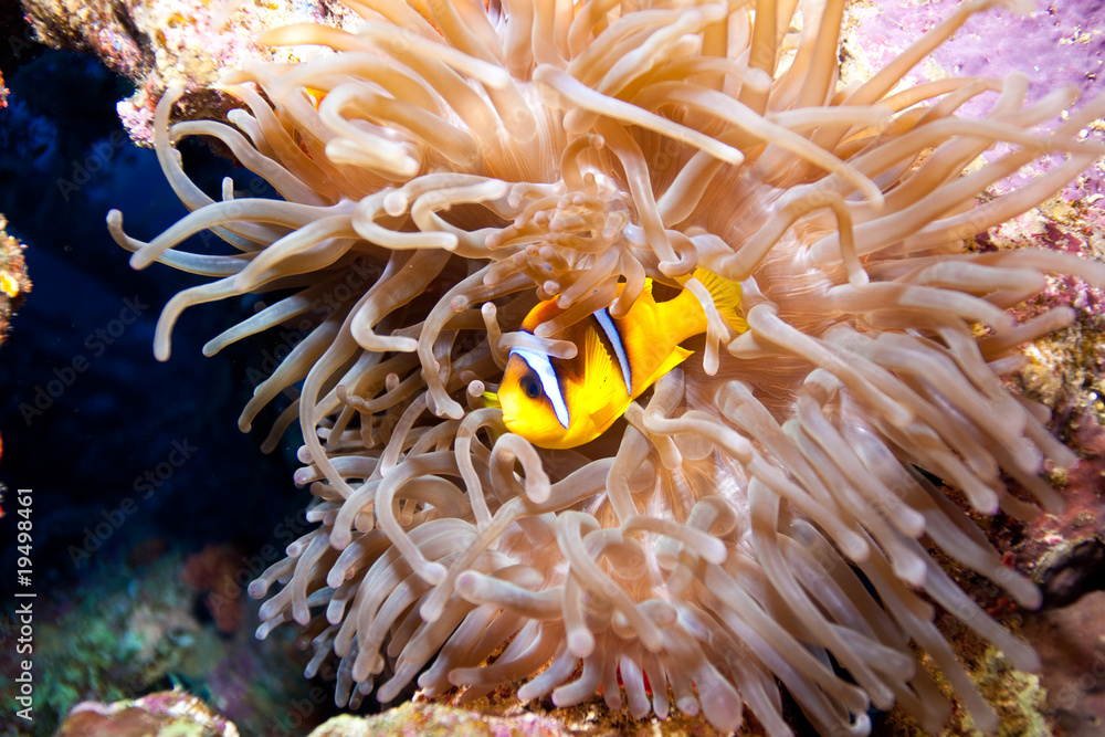 némo poisson clown dans une anémone