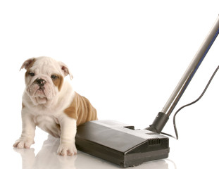 Fototapete - cleaning up after puppy - bulldog puppy beside vacuum