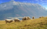 Fototapeta  - cheptel de mouton en montagne