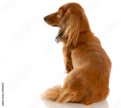 Long Haired Miniature Dachshund Sitting With Back To Viewer Buy