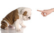 bad dog - bulldog puppy getting reprimanded