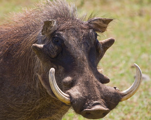 Warthog