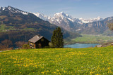 Fototapeta Paryż - Alpine meadow in spring (Walensee, Switzerland)