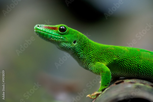 Naklejka samoprzylepna Madagaskar gigantyczny dzień gecko