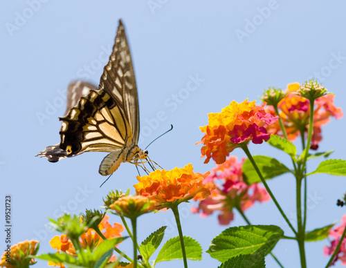 Obraz na płótnie canvas Kolorowy swallowtail motyl latający i karmienia na kwiaty