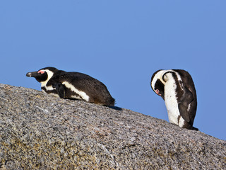 A pair of african penguins on a rock