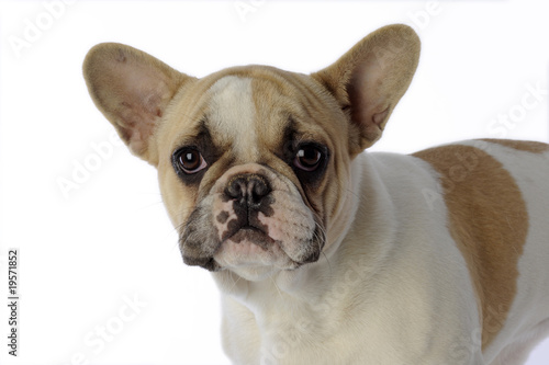 Bouledogue Francais Tres Triste Aux Oreilles De Chauve Souris Stock Photo Adobe Stock Bouledogue Francais Tres Triste Aux Oreilles De Chauve Souris Stock Photo Adobe Stock