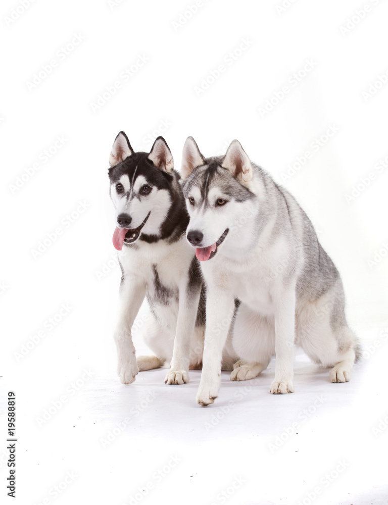 Fotobehang Husky Foto4art