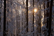 canvas print picture - Sonne im schneebedeckten Wald