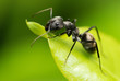 Leinwandbild Motiv A black ant resting on green leaf