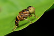 Hoverfly resting on green leaf