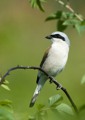 bird on a branch Shrike