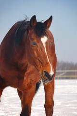 Wall Mural - portrait of bay horse