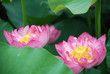 pink lotus 2