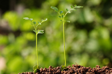 Plants growing from soil-Beginnings