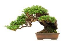 Bonsai Nadelbaum - Freigestellt