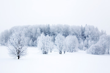 Canvas Print - Winter landscape