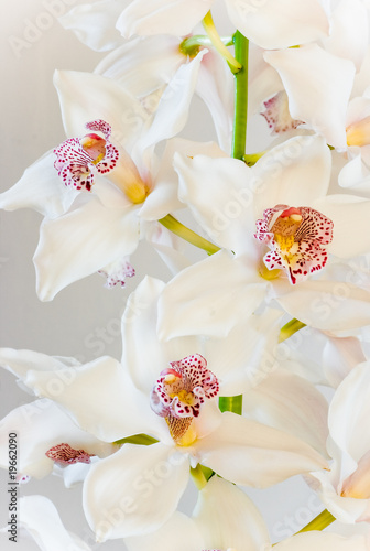 Board z aluminiowym obramowaniem Białe cymbidium lub łódkowate kwiaty orchidei
