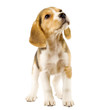 curious beagle puppy
