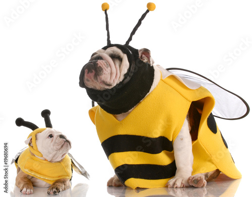 Plakat buldogi matki i córki przebrane za pszczoły
