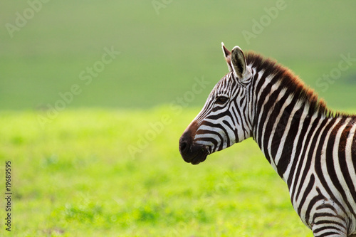 Plakat na papierze fotorealistycznym Zebra