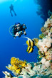 Plongeuse et photo sous marine, Mer Rouge, Egypte