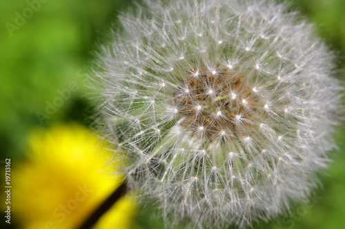 Obraz na płótnie canvas czteroczęściowy "tetraptyk" Biały dandelion