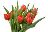 Fototapeta Tulipany - bouquet of fresh tulips